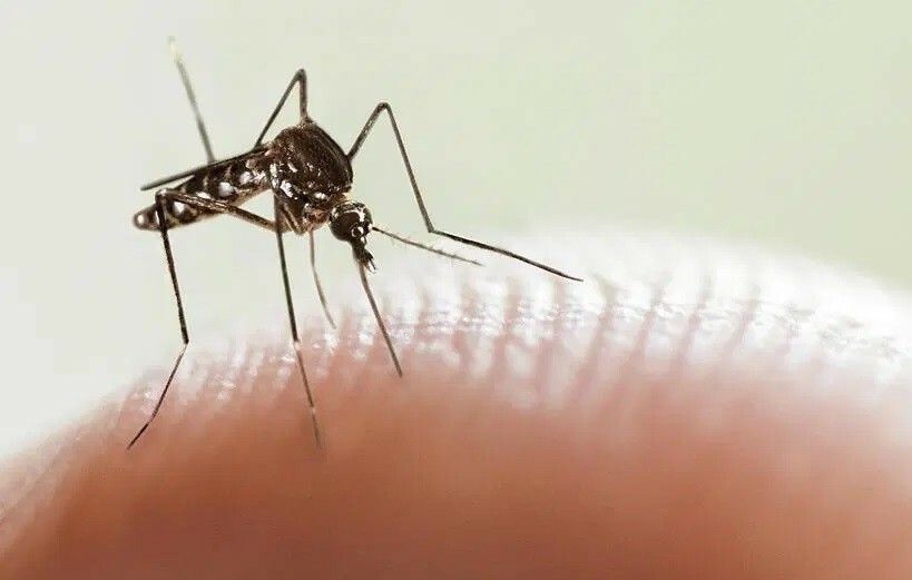 Introducir 33+ imagen segunda vez con dengue