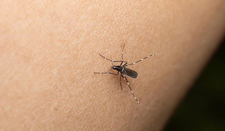 el mosquito del dengue